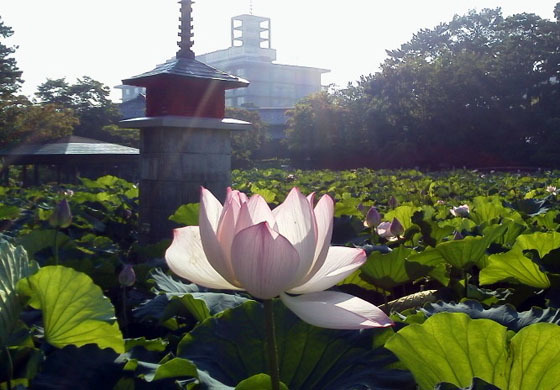 20150802165sd.jpg